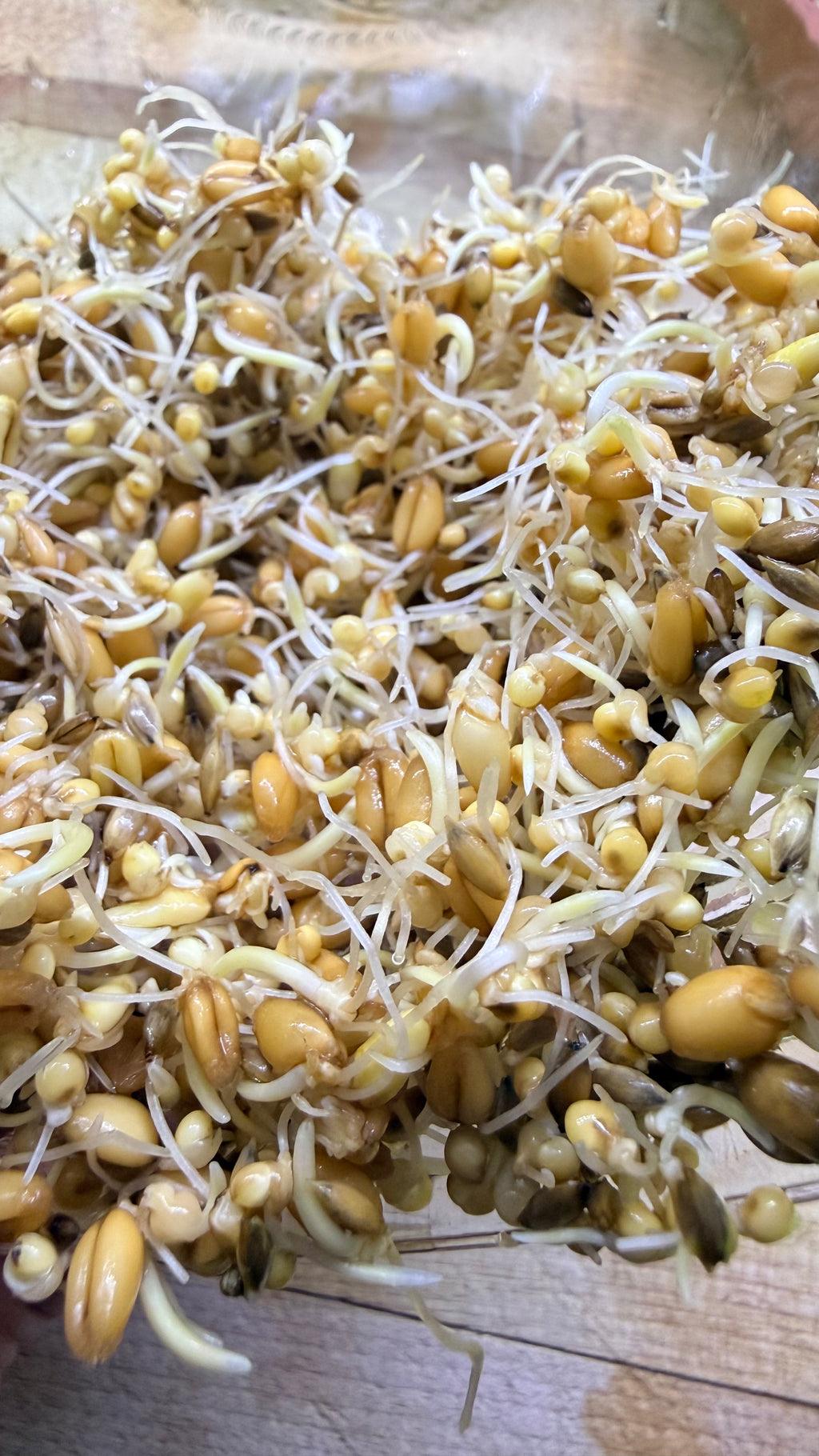 Mélange de germination pour Perruches Bourke – 250 g