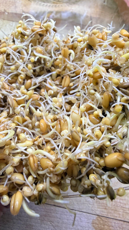 Mélange de germination pour Perruches Bourke – 1kg