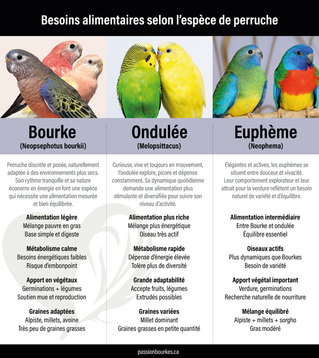Mélange de graines pour perruches Bourke — 1 kg