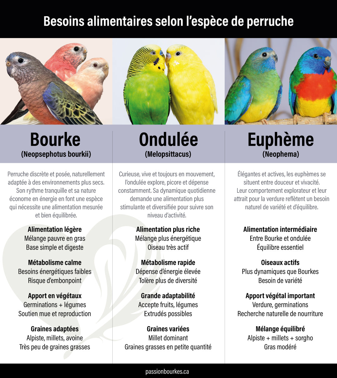 Mélange de graines pour perruches Bourke — 1 kg