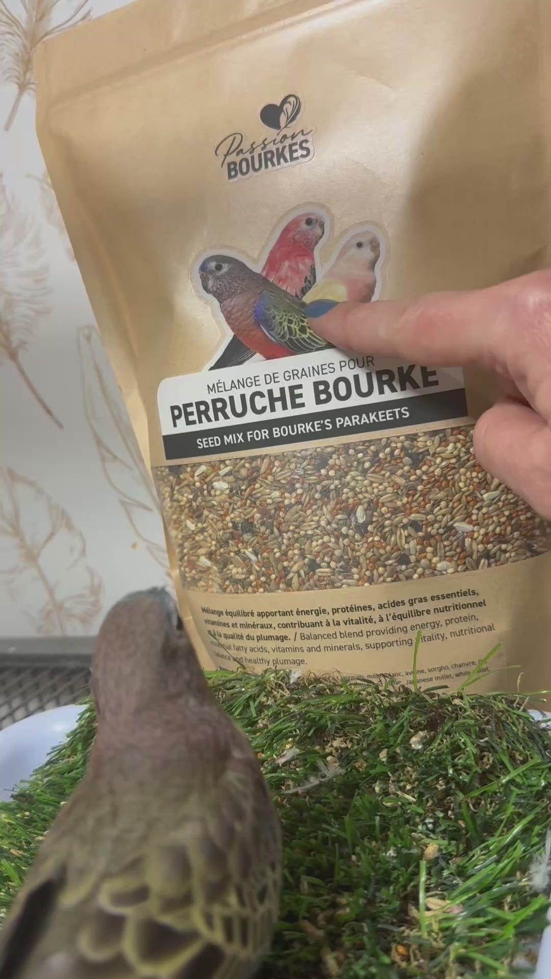 Mélange de graines pour perruches Bourke — 1 kg